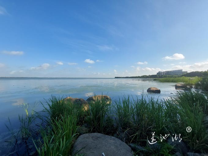 【阳澄湖畔】阳澄湖生态湿地的早晨