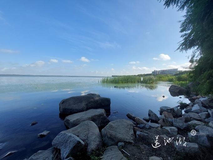 【阳澄湖畔】阳澄湖生态湿地的早晨