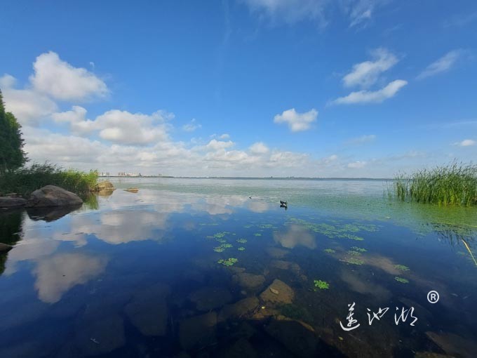 【阳澄湖畔】阳澄湖生态湿地的早晨