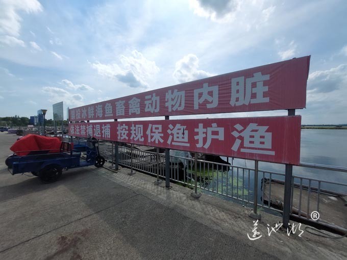 【阳澄湖畔】阳澄湖蟹农码头的风景