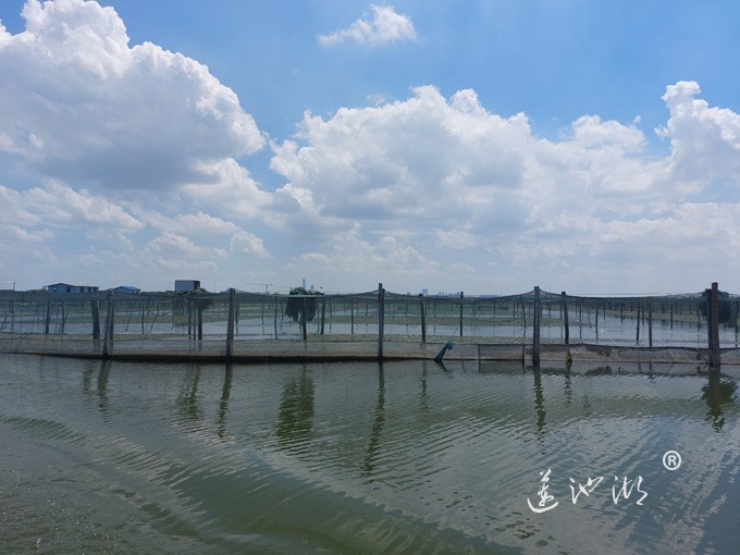 【阳澄湖畔】阳澄湖大闸蟹养殖基地的风景