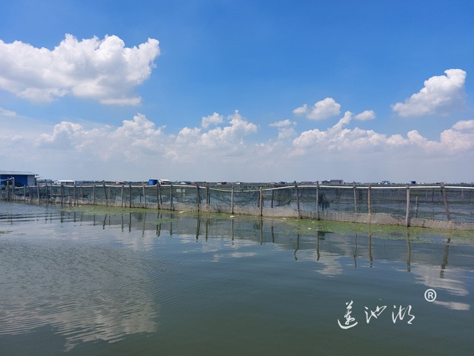 【阳澄湖畔】阳澄湖大闸蟹养殖基地的风景