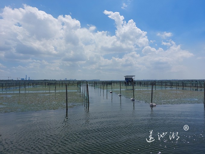 【阳澄湖畔】阳澄湖大闸蟹养殖基地的风景