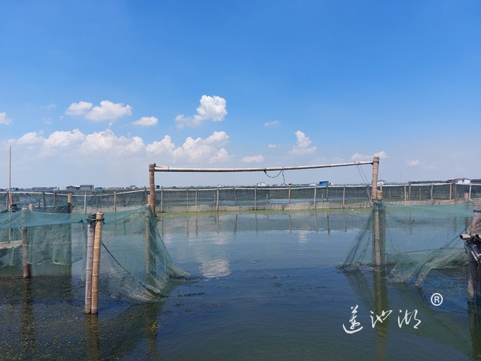 【阳澄湖畔】阳澄湖大闸蟹养殖基地的风景