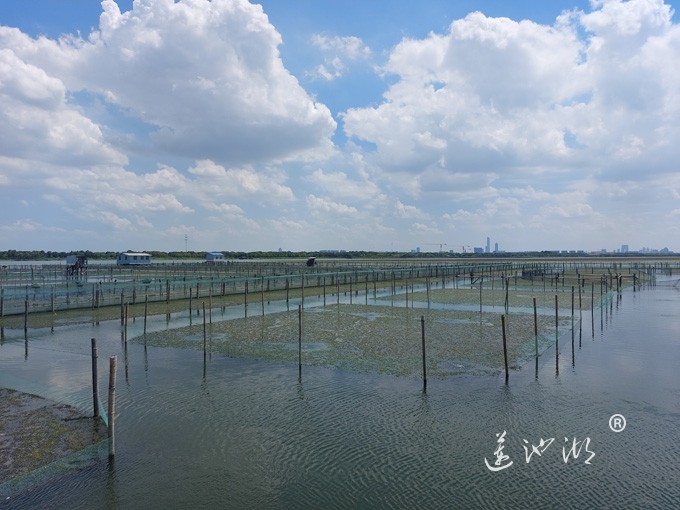 【阳澄湖畔】阳澄湖大闸蟹养殖基地的风景