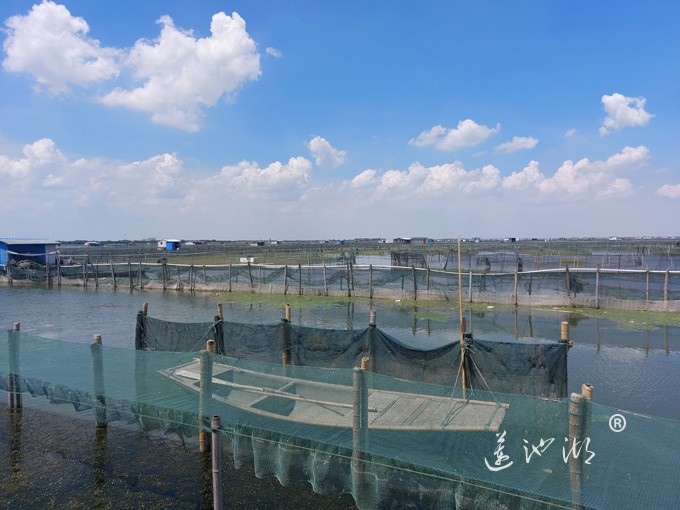 【阳澄湖畔】阳澄湖大闸蟹养殖基地的风景