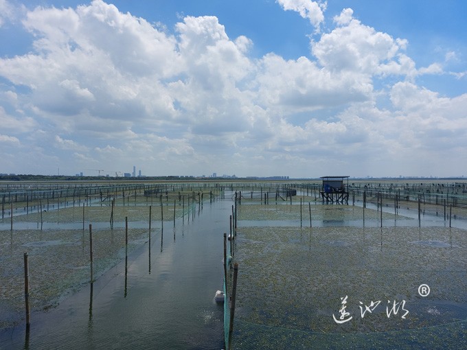 【阳澄湖畔】阳澄湖大闸蟹养殖基地的风景