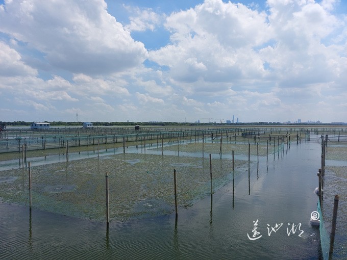 【阳澄湖畔】阳澄湖大闸蟹养殖基地的风景