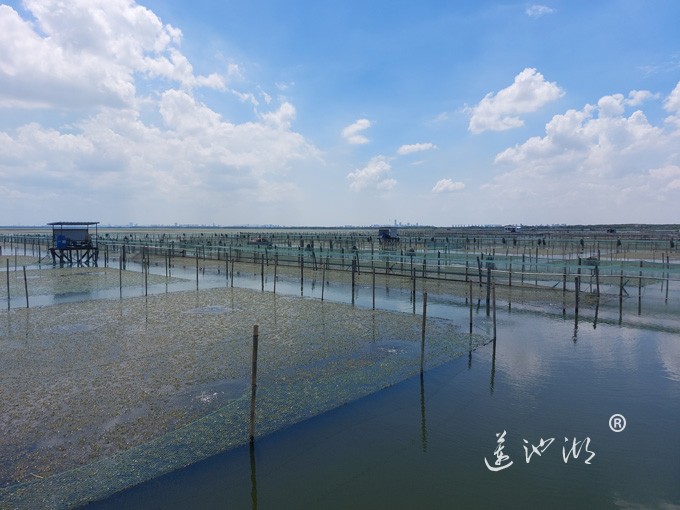 【阳澄湖畔】阳澄湖大闸蟹养殖基地的风景