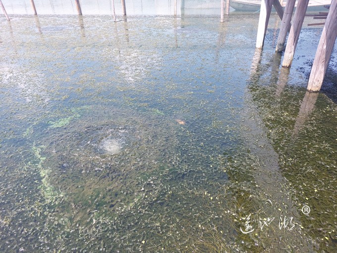 【阳澄湖畔】阳澄湖大闸蟹养殖基地的风景