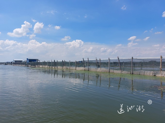 【阳澄湖畔】阳澄湖大闸蟹养殖基地的风景