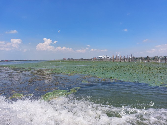 【阳澄湖畔】阳澄湖大闸蟹养殖基地的风景