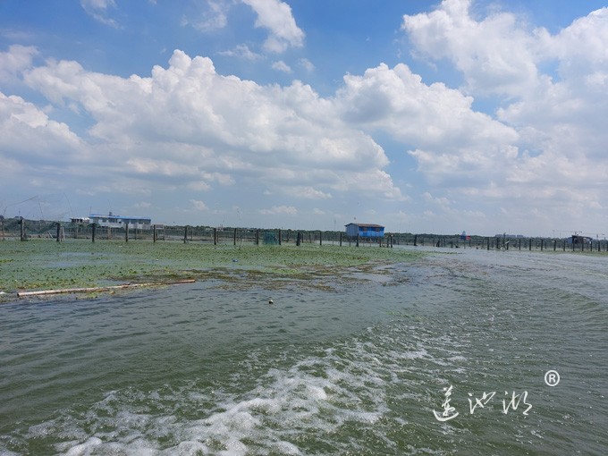 【阳澄湖畔】阳澄湖大闸蟹养殖基地的风景