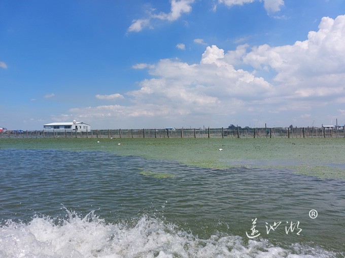 【阳澄湖畔】阳澄湖大闸蟹养殖基地的风景