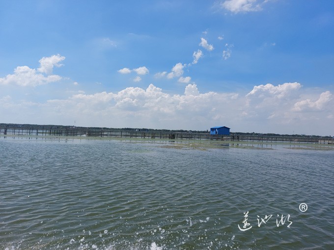 【阳澄湖畔】阳澄湖大闸蟹养殖基地的风景