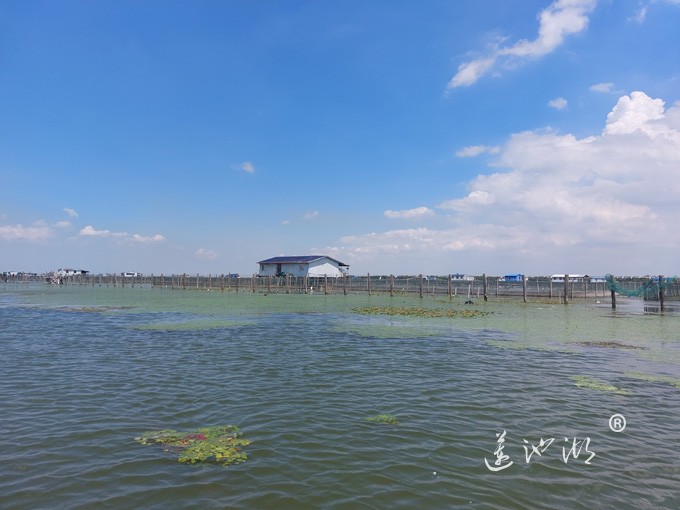 【阳澄湖畔】阳澄湖大闸蟹养殖基地的风景