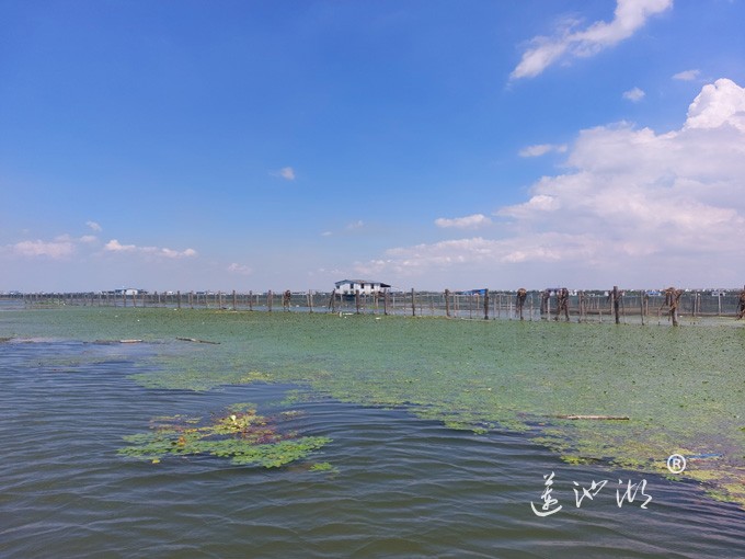 【阳澄湖畔】阳澄湖大闸蟹养殖基地的风景