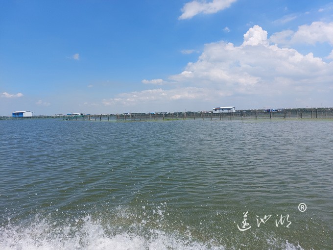 【阳澄湖畔】阳澄湖大闸蟹养殖基地的风景