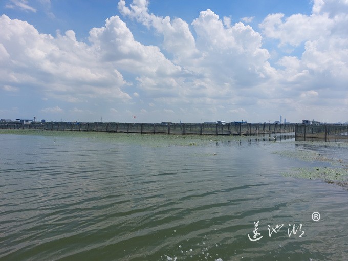 【阳澄湖畔】阳澄湖大闸蟹养殖基地的风景