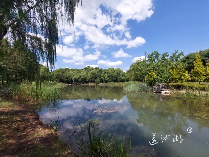 【阳澄湖畔】阳澄湖半岛仙樱湖的风景