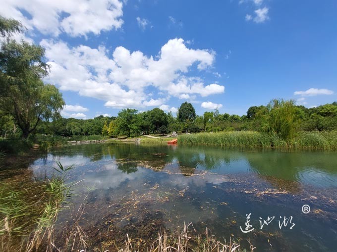 【阳澄湖畔】阳澄湖半岛仙樱湖的风景