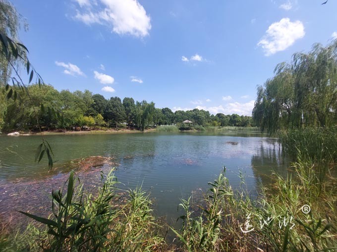 【阳澄湖畔】阳澄湖半岛仙樱湖的风景