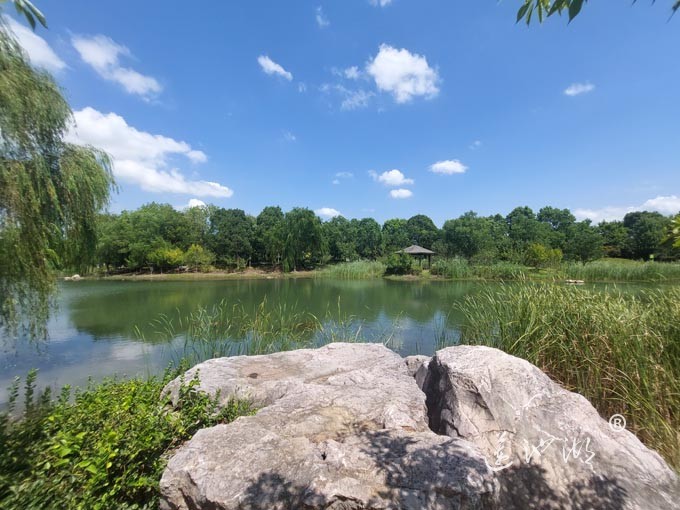 【阳澄湖畔】阳澄湖半岛仙樱湖的风景