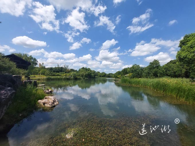 【阳澄湖畔】阳澄湖半岛仙樱湖的风景