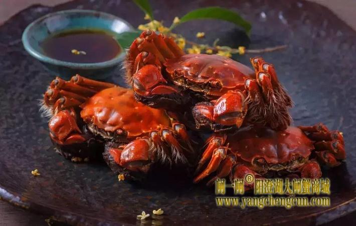 阳澄湖大闸蟹