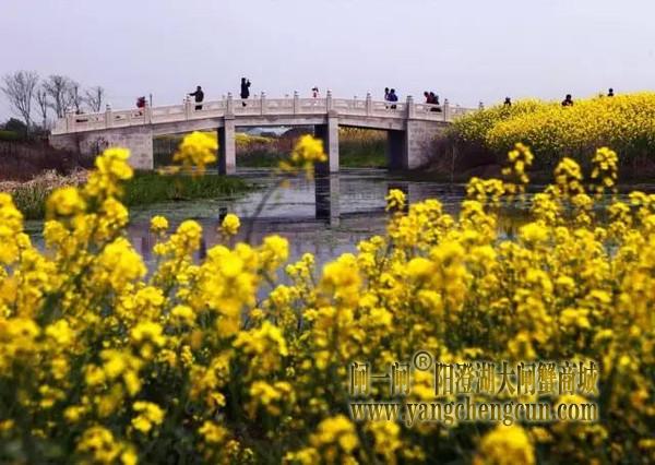 油菜花