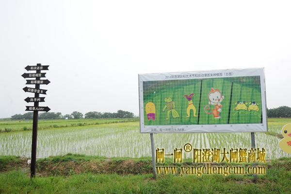 莲花岛上80亩的水稻田,里面正在孕育的是彩色水稻。