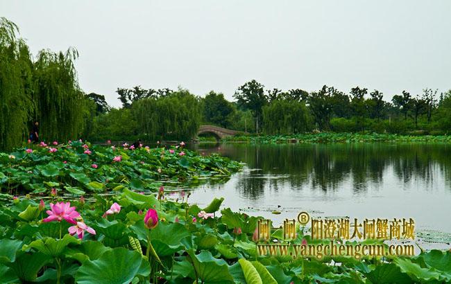阳澄湖半岛莲池湖公园