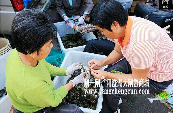 外地食客 雨天抢购大闸蟹