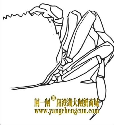 阳澄湖大闸蟹