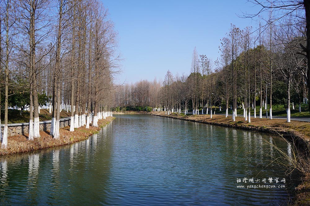 冬日暖阳阳澄湖生态湿地公园
