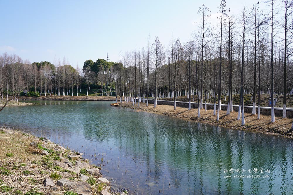 冬日暖阳阳澄湖生态湿地公园