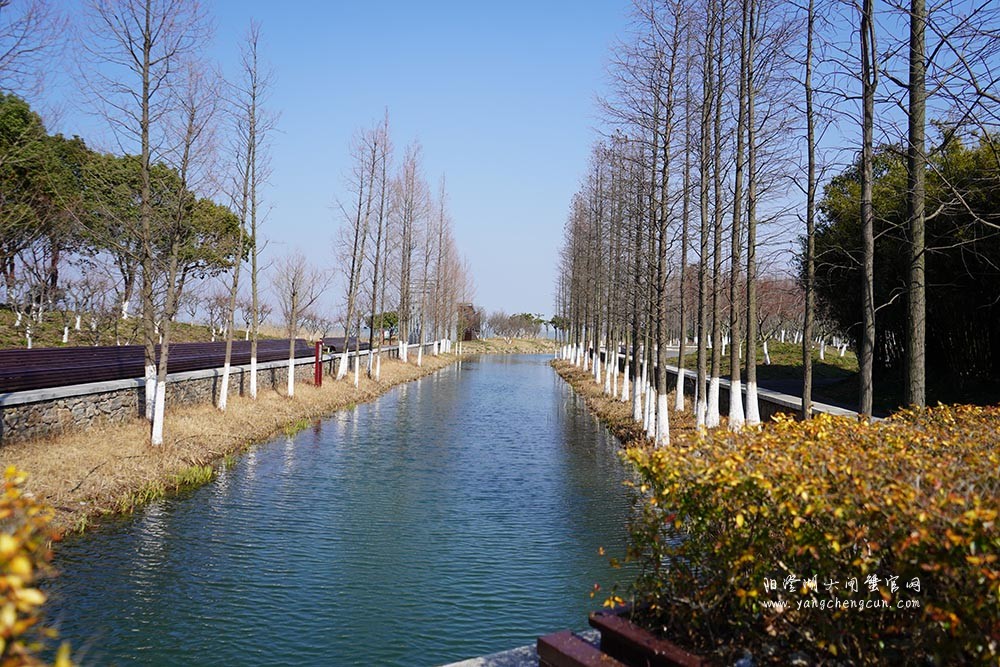 冬日暖阳阳澄湖生态湿地公园