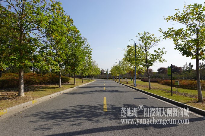 莲池湖路