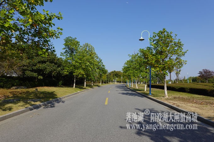 莲池湖路