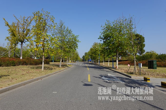 莲池湖路