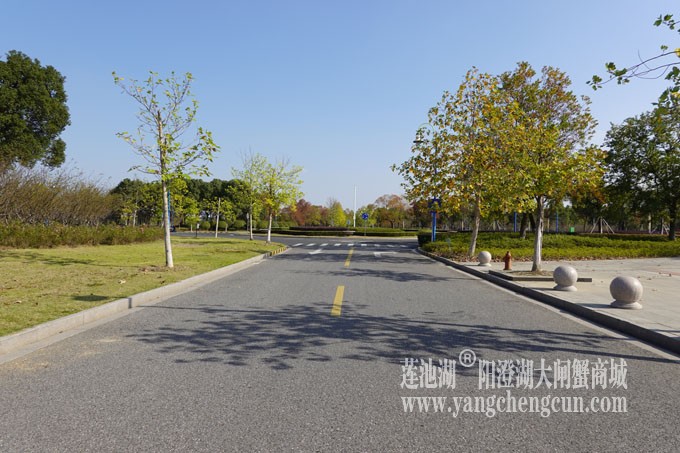 莲池湖路