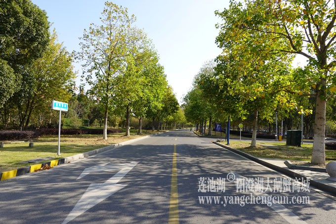 莲池湖路