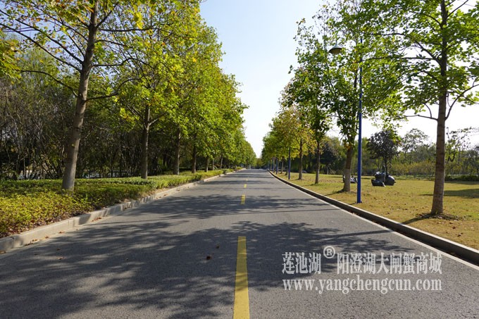 莲池湖路