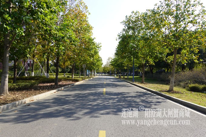 莲池湖路