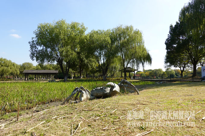 莲池湖大闸蟹
