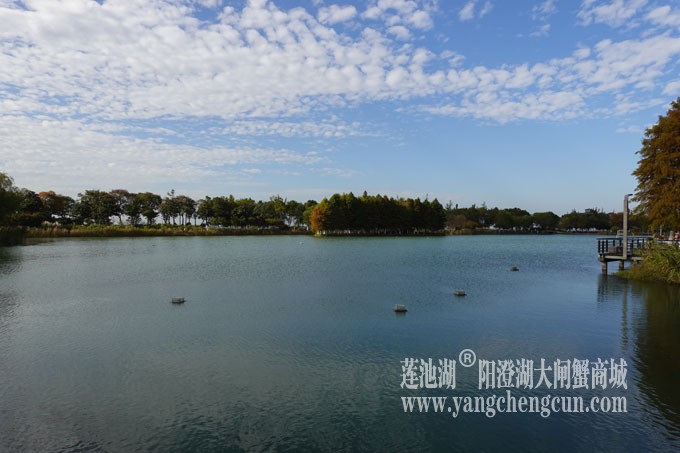阳澄湖畔-冬日夕鹭园