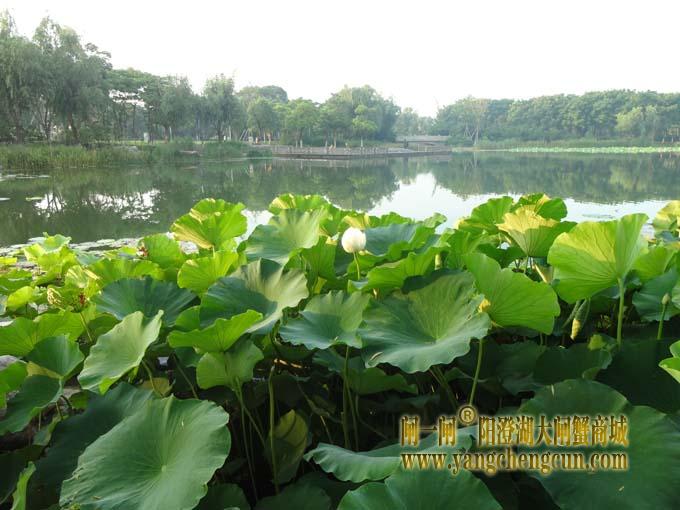 阳澄湖半岛荷花开了