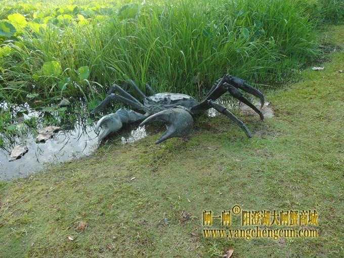 阳澄湖大闸蟹