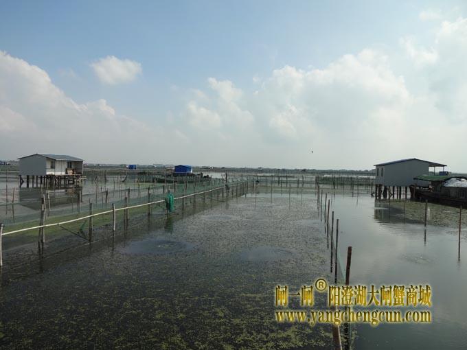 阳澄湖八月