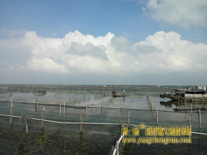 阳澄湖八月